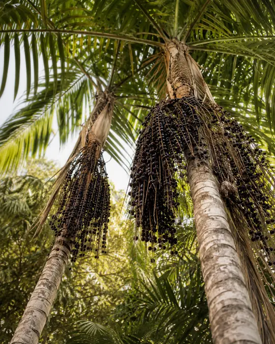 Palmeras de açaí en la Amazonía